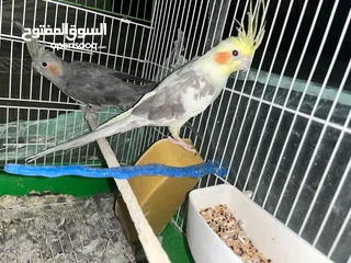  3 عصافير كوكتيل جوز جبتهم للزينه وكل امورهم تمام وغير مروضين الذكر لاتينو والانثى الحبشي
