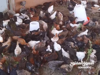  1 omani chickens for sale