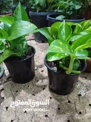  5 مشتل بيتي متوفر انواع زينة خارجية وداخلية والتوصيل بأسعار رمزية