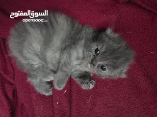  2 أنثى شانشيلا للبيع ...عمر شهر وونص الموقع الزرقاء الجديدة