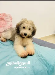  4 Amazing cute Puppy for Sale