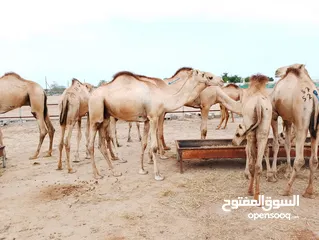  3 camels Muscat barka
