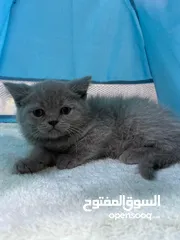  13 سكوتش فولد § برتش بييوووور