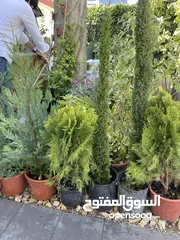  6 نباتات واشتال واشجار مثمره