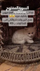  1 قط شيرازي صغير ابيض للبيع