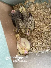  1 فراخ كوكتيل زق يدوي  الحبة ب 15 والكوم 35