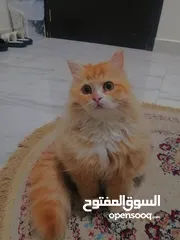  5 Persian cat