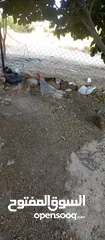  3 حبش ازرق للبيع