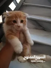  3 قط للبيع مع اغراضه