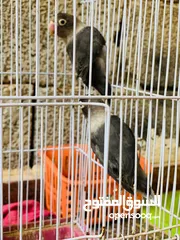  2 طيور الروز فيشير
