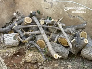  4 حطب شجرة توت