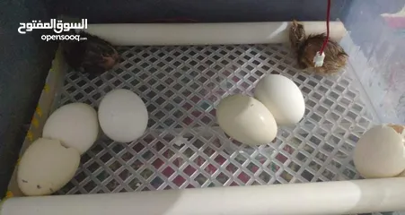  11 فقاسات بيض لجميع انواع الطيور والدواجن