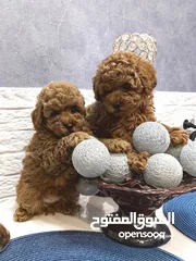  3 Pure toy poodle