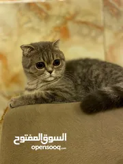  6 سكوتش فولد اناث