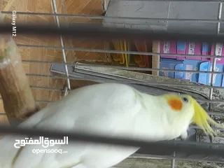  1 فرخ كوكتيل لاتينو بسعر مناسب