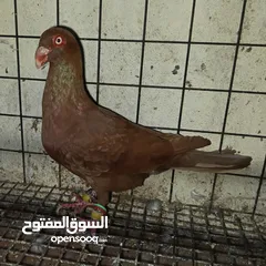  23 حمام الماني نخب جواز وفردات