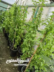  30 جميع أنواع الأشجار ( أشجار زينة - أشجار مثمرة )
