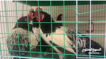  3 دجاج ملكي عمر 4شهور