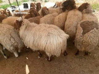  8 عروض اضاخي بسعر مغري