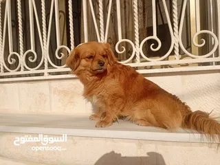  11 كلب للبيع أليف لعوب جدا بحب الناس