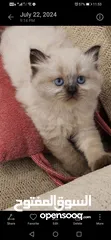  2 ragdoll seal point mitted pure