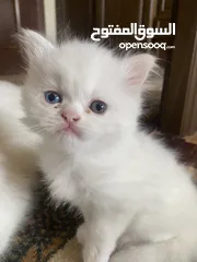  3 قطط Kitten
