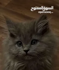  2 قط شيرازي انثى