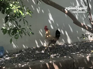  3 للبيع ديك وثلاث دجاجات عماني فصيله