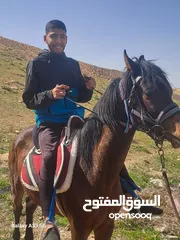  7 مهر عربي أصيل مسجل للبيع ابن بطل الاسم روكت