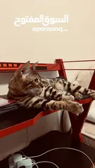  10 Bengal Cat with Passport!