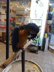 3 فراخ مكاوي ازرق
