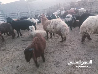  4 حراق اسعار روماني ذبح بيدك 4.99 و بلدي جميع  وزان حراق اسعار  مزرعه الحوري بدارت.    ابو جواد