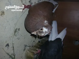  9 4 جواز شغاله  وفحل مكفوله للبيع دون الفراخ 35 دينار كوم