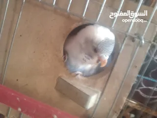  3 عصافير حب بادجي 2 مع القفص