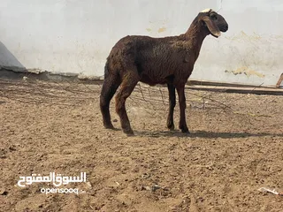  2 حمله سودانيه ما شاء الله النوع الضخم