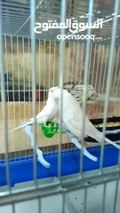  5 طيور هوجو رومو حب وطيور حب انجليزي ولا طيور صحه ونظافه وجوده