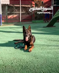  1 متوفر مجموعه كلاب للبيع
