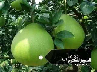 23 مشاتل السهل الاخضر الزراعيه تنسيق حدائق ومزارع