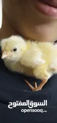  8 فوزي فرخ ديك صغير لطيف حيوان اليف للبيع وليس للذبح والأكل  little rooster as a pet for sell