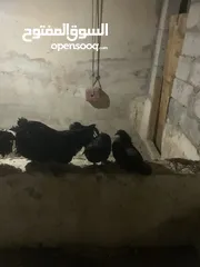  14 ديوك لمبرجيني و صيصان صحة و نظافة  بلدي للبيع