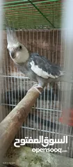  3 جوز كوكتيل البينو وايت فيس