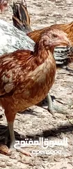  7 صوص بلدي للبيع