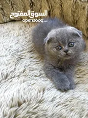  2 Purebred Scottish fold & British short hair