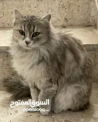  5 قطة شانشيلا مهجن انثى