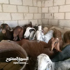  5 بسم الله ماشاء الله 14 راس غنم من ضمنهم شعريتين وتيس وعنزه وراها توم جدايه