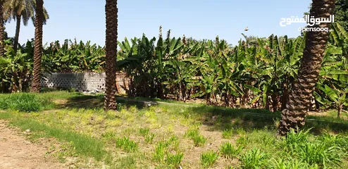  18 مزرعه للبيع في صحار (العوينات) مساحتها7.27 فدان