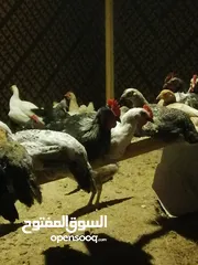  4 للبيع دجاج بحريني
