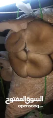  12 فطر محاري بلدي