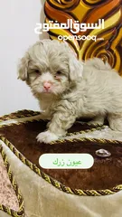  1 جراء للبيع العمر شهرين