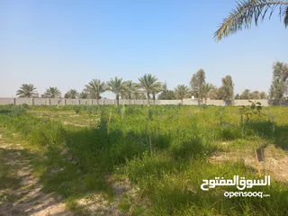  11 مزرعه 5 دونم في بغداد الرضوانيه على شارعين تبليط قرب القطاع الزراعي